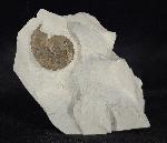 Leioceras opalinum (REINICKE 1818) - Bild © FossNet FossilienStore